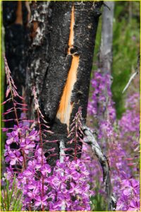 Kootenay National Park - regrowing after a fire