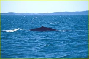 Whale watching off Deer Island, New Brunswick