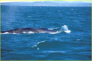 Whale watching off Deer Island, New Brunswick