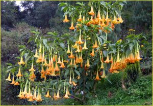 Flowers...