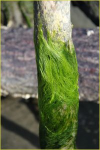 Moss on the Beach