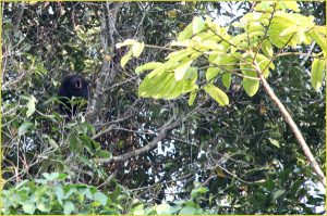 Howler Monkey near Palenque