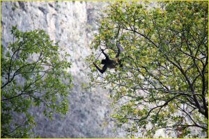 Spoder Monkey in National Park Sumidero