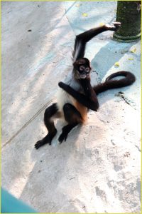 Spider monkey