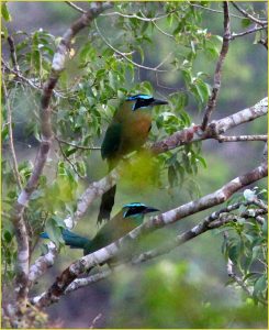 Motmot