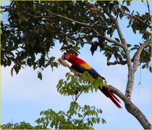Scarlet Macaw