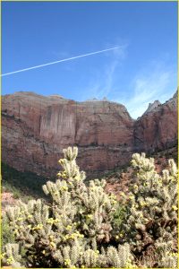 In Zion National Park