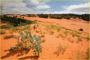 Coral Pink Sand Dunes State Park