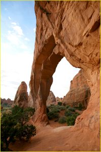 Pine Tree Arch