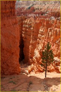 On Navajo Loop, Bryce Canyon National Park