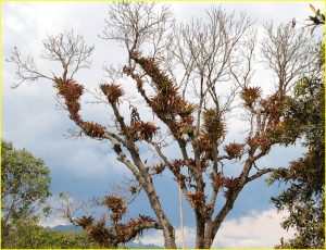 Invaded by epiphytes (bromeliads)