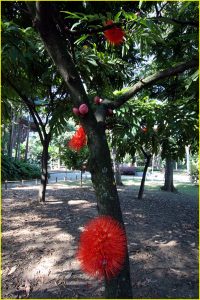 In Medellin's Botanic Garden