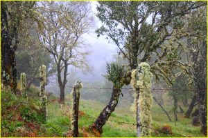 Cloud forest near San Gerardo de Dota