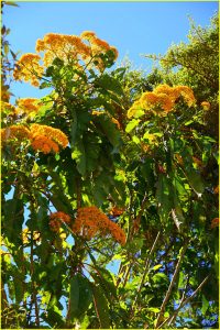 Flora in Los Quetzales National Park
