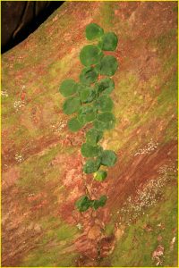Growing on a trunk in Corcovado National Park