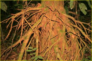 Jungle in Corcovado National Park