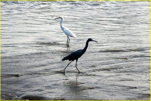 Birds in Corcovado National Park