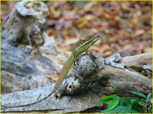 Emerald basilisk