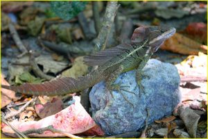 Emerald basilisk