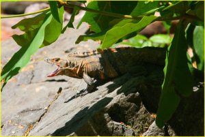 Black iguana (ctenosaaur)