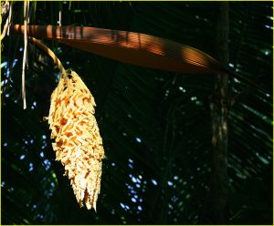 Bread fruit tree