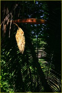 Palm fruit