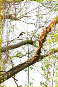 Chesnut-mandibled toucan