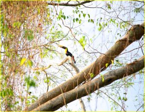 Chesnut-mandibled toucan