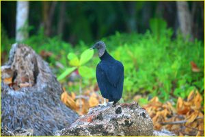 Black vulture