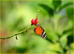 Monarch