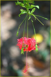 Flora in Arenal Volcano National Park
