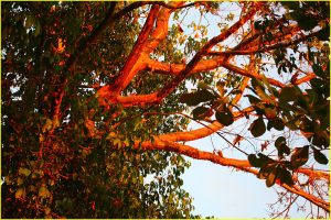 Naked indian tree (indio desnudo)
