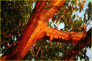 Naked indian tree (indio desnudo)