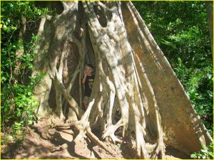 Buttress roots and strangler fig