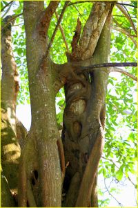 Strangler fig