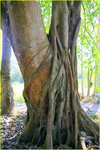 Strangler fig