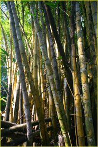Bamboo trees