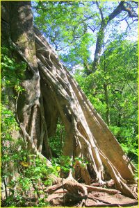 Strangler fig