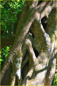 Strangler fig