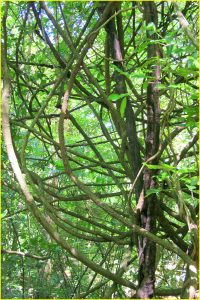 Forest mangle