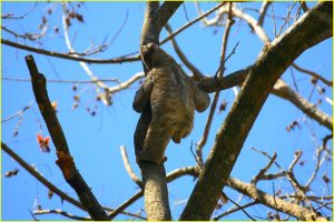 Two-toed sloth in Hacienda Baru near Dominical