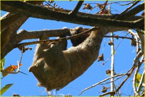 Two-toed sloth in Hacienda Baru near Dominical