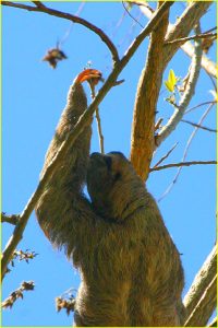 Two-toed sloth in Hacienda Baru near Dominical