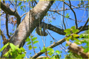 Two-toed sloth in Hacienda Baru near Dominical