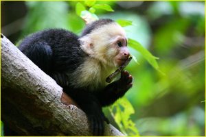White-faced capuchin monkey in Manuel Antonio National Park