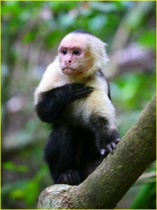 White-faced capuchin monkey in Manuel Antonio National Park