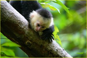 White-faced capuchin monkey in Manuel Antonio National Park
