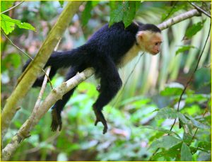 White-faced capuchin monkey in Manuel Antonio National Park