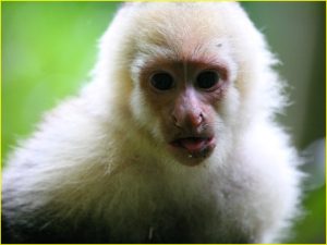 White-faced capuchin monkey in Manuel Antonio National Park