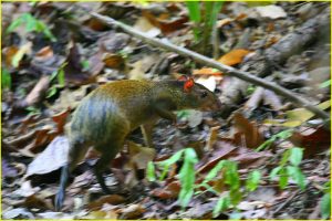 Agouti in Manuel Antonio National Park